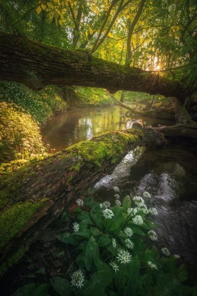 Wild garlic wilderness